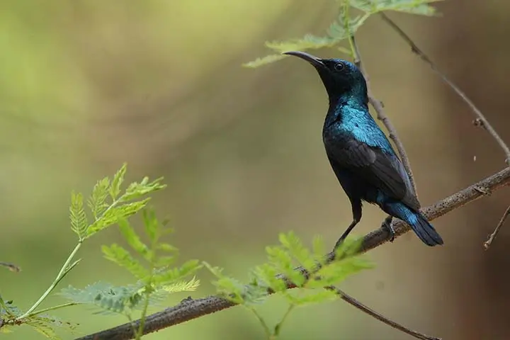 Purple-banded Sunbird